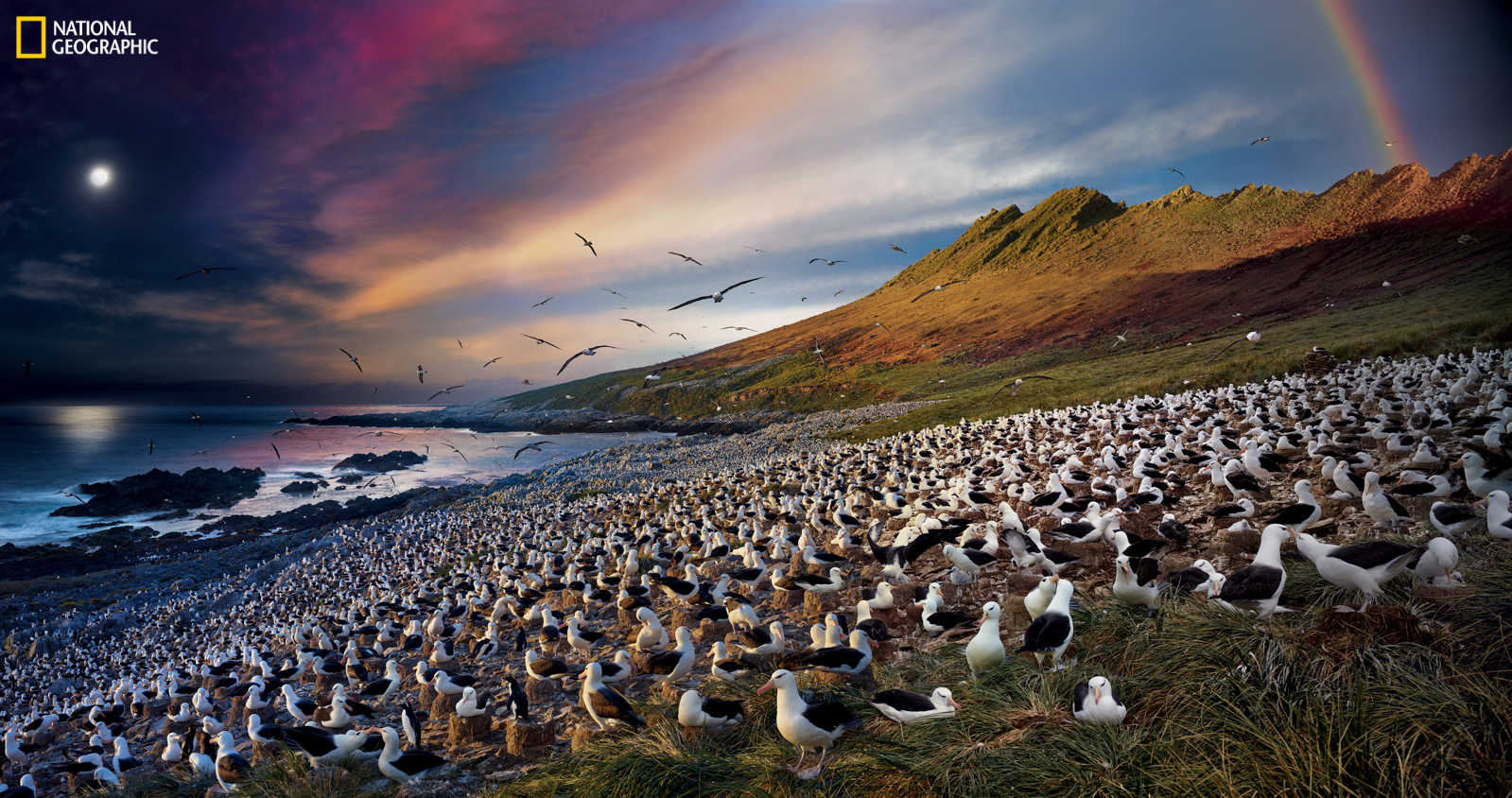 04: Black-browed albatrosses and southern rockhopper penguins STEEPLE JASON, FALKLAND ISLANDS Albatrosses roost by the sea, sharing the grassy incline with penguins. While these albatrosses sit on their nests, warming and protecting their chicks, their partners soar above the ocean, swooping down to catch prey. The birds winter on the Patagonian Shelf and in estuaries in Argentina, and return to the same colony. To reach this remote location, Wilkes made his way through a phalanx of angry striated caracaras. Standing on a mound of tussac grass for a better vantage, he took 926 photos in 26 hours, using about 80 to make this image. PHOTOGRAPHED WITH PERMISSION OF THE WILDLIFE CONSERVATION SOCIETY Photo by Stephen Wilkes/National Geographic