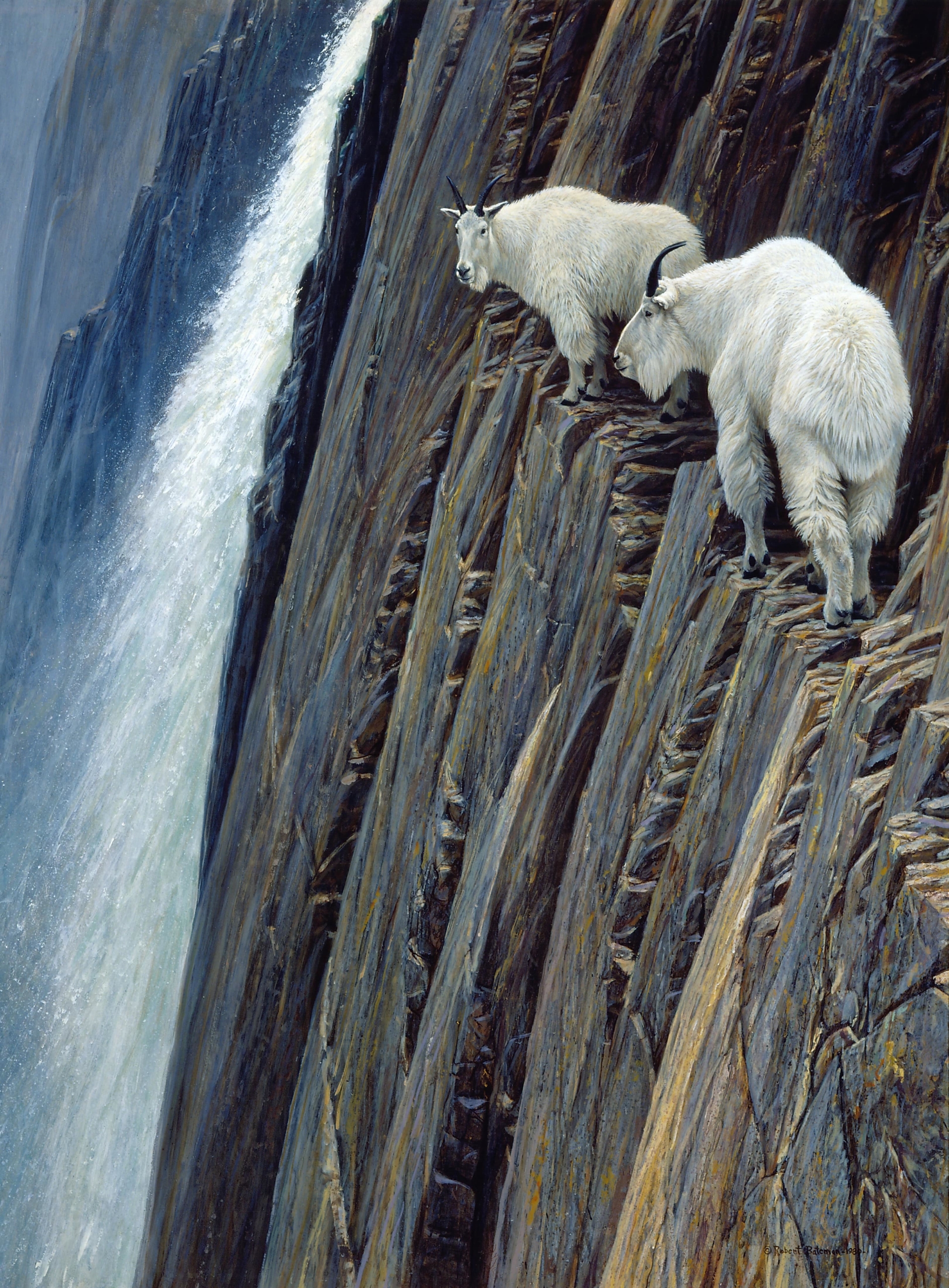 Robert Bateman (Canadian, b. 1930), Sheer Drop, 1980. Oil on board. 48 x 36 inches. JKM Collection®, National Museum of Wildlife Art. © Robert Bateman.