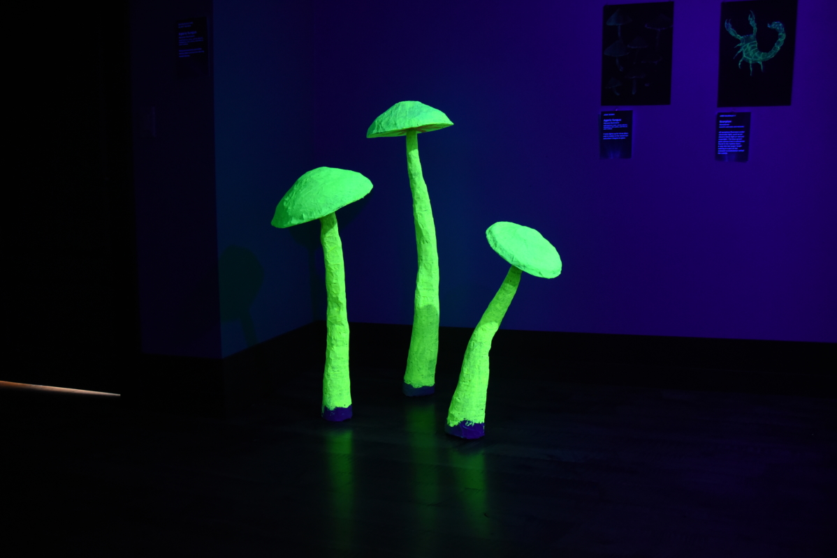 Gavin Baxa and Clint Traver, Agaric fungus.