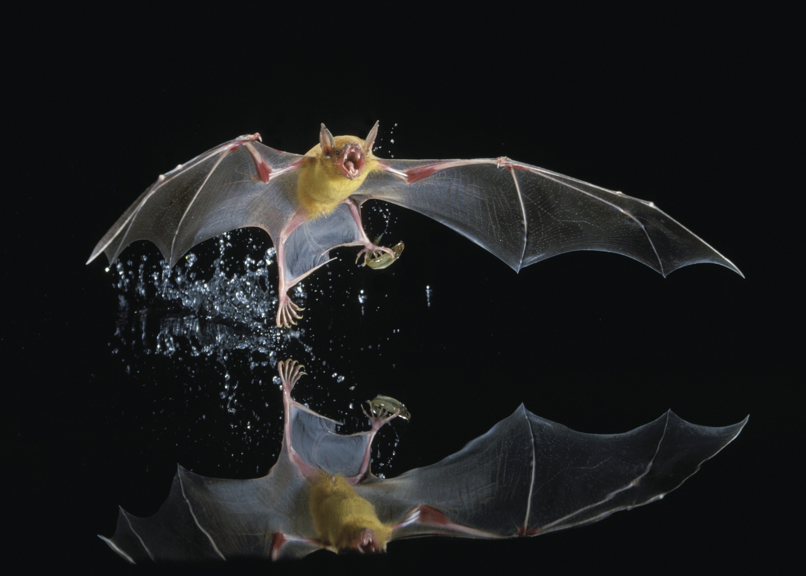 Greater Bulldog Fishing Bat by J Scott Altenbach_ Bat Conservation International