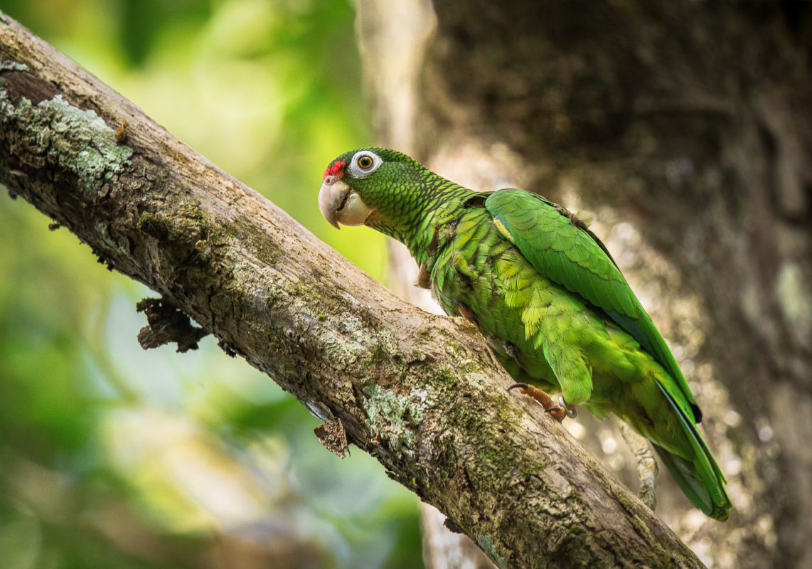 Puerto Rican Parrot by Alfredo Irrizary