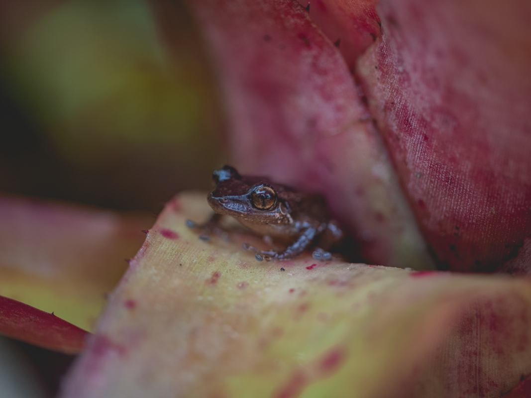 SomosDeAqui_Coqui_LinaCollado-3595