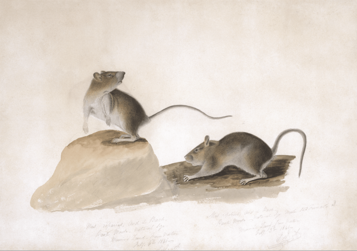 Two Bank Mice John James Audubon
