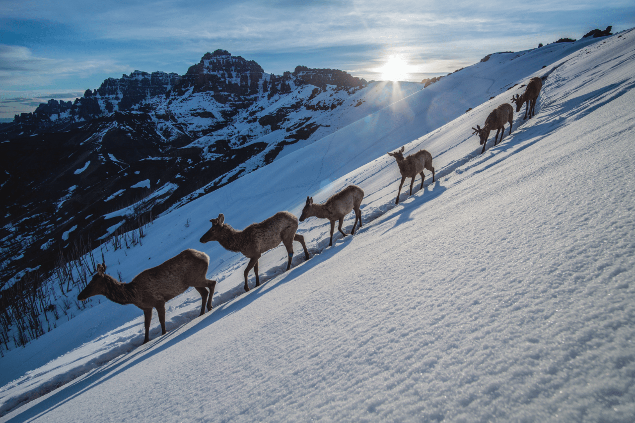 Joe Riis Elk
