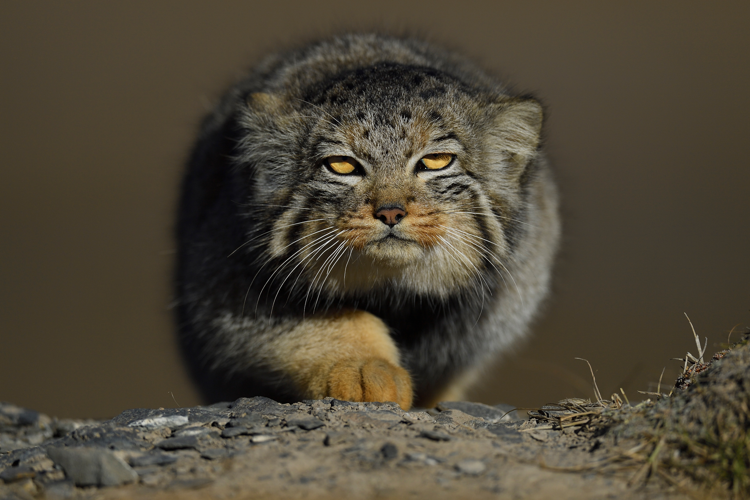 Photograph by Staffan Widstrand, Pallas's Cat (Otocolobus manul), Tibetan Plateau, Qinghai, China.