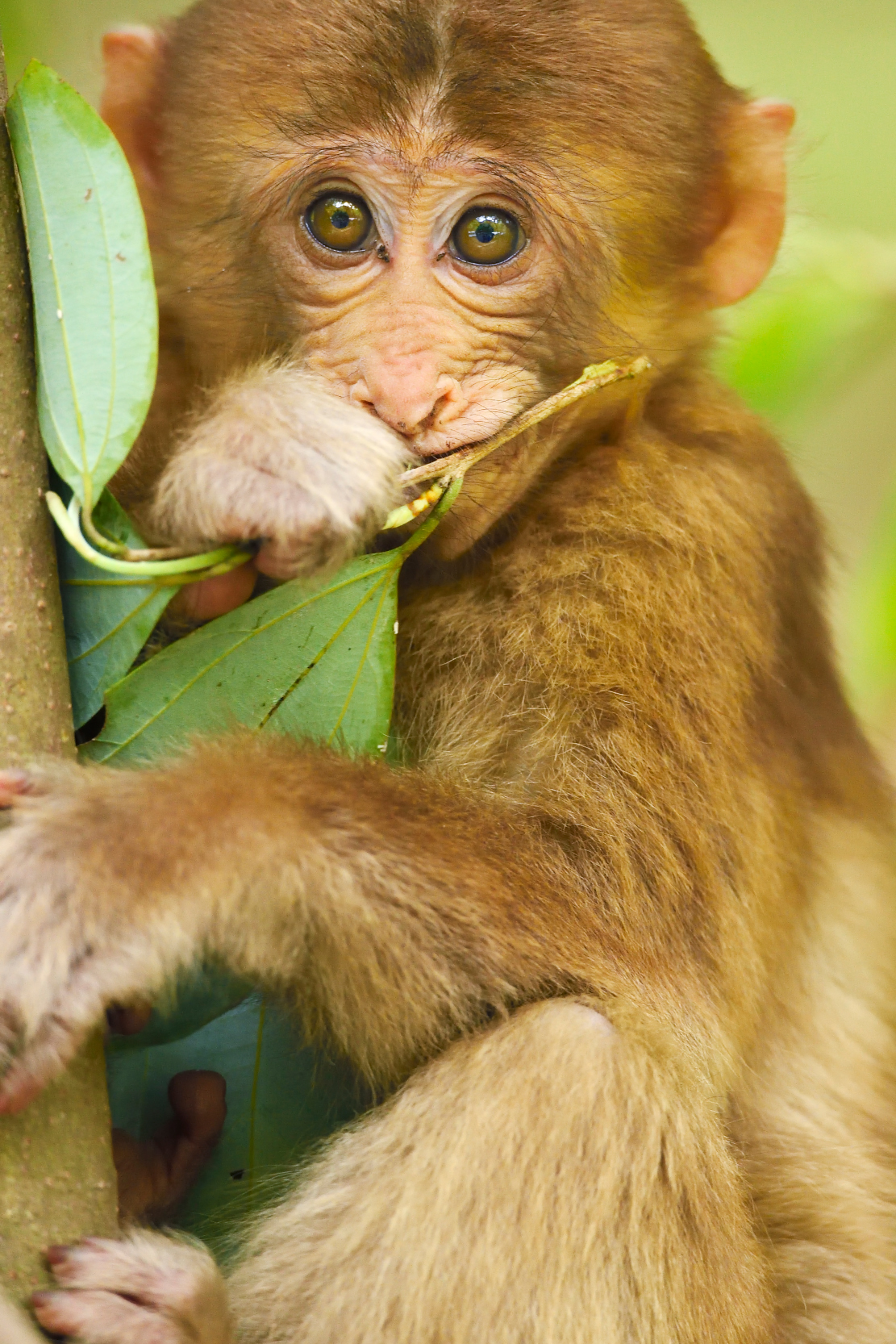 Photograph by Staffan Widstrand, Tibetan Macaque, Tangjiahe National Nature Reserve, NNR, Qingchuan County, Sichuan province, China.