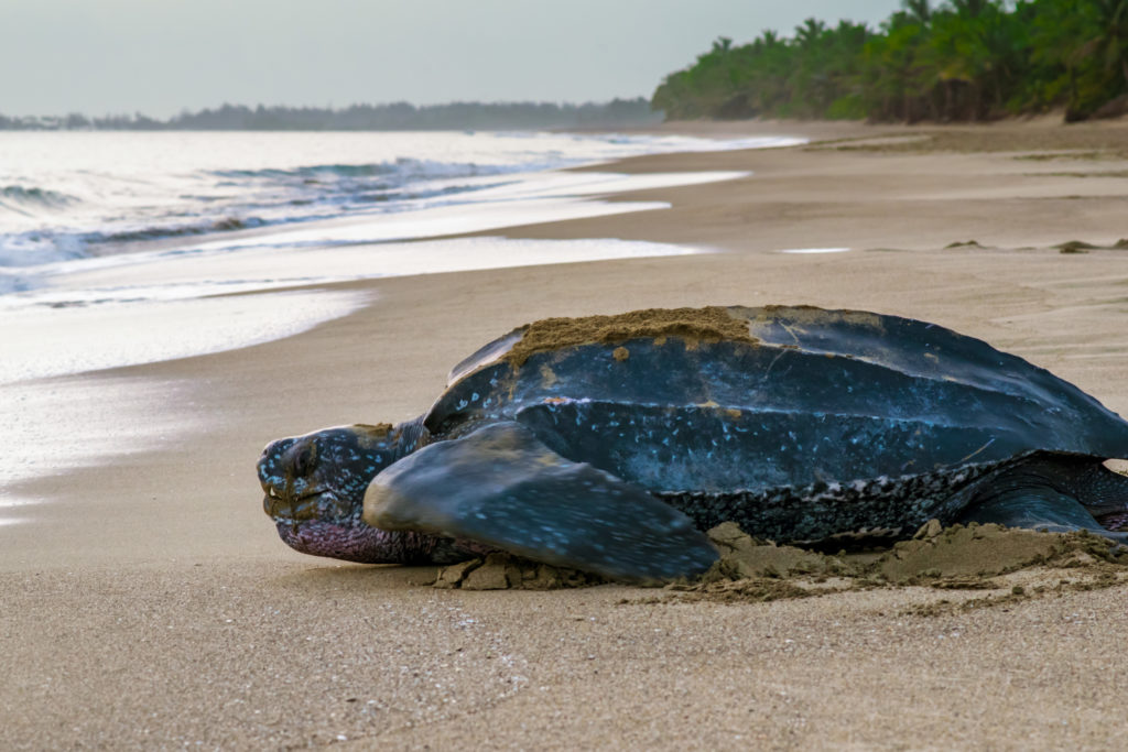 Leatherback_Karla Morales_Chelonia Group